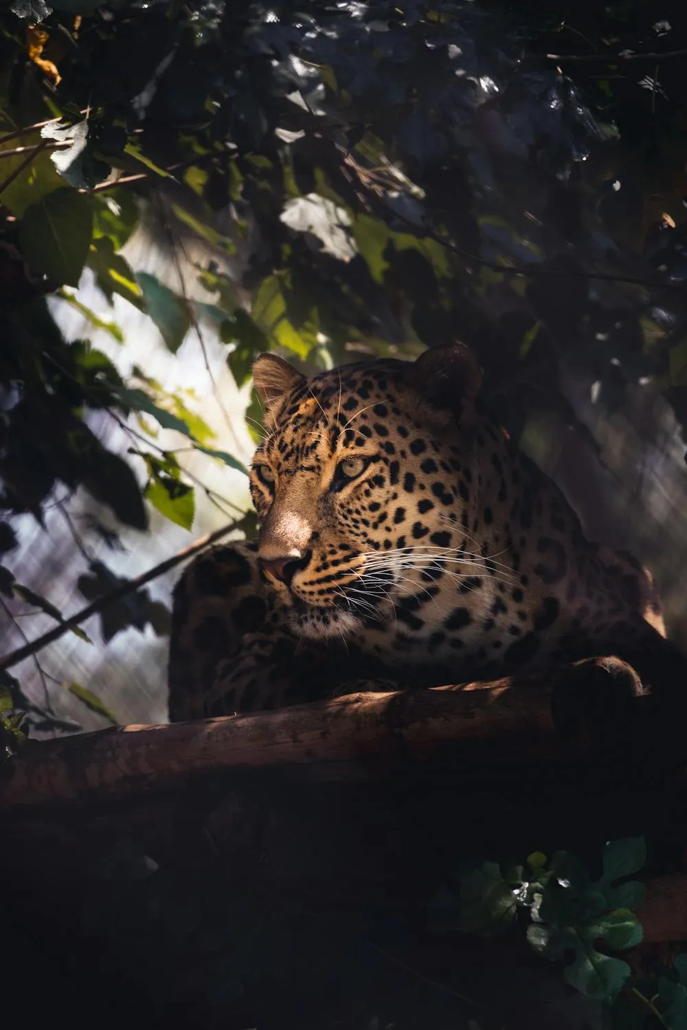 Leopard Sitting on Tree Branch in Shadow Free Wallpaper