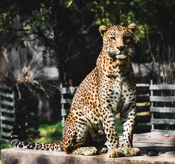 Leopard Sitting Upright in Bright Forest Sunlight Wallpaper