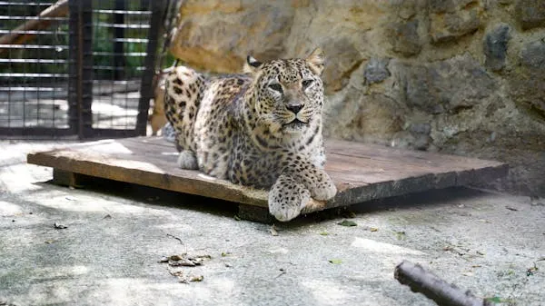 Leopard Sitting on Wooden Plank Inside Zoo HD Wallpaper