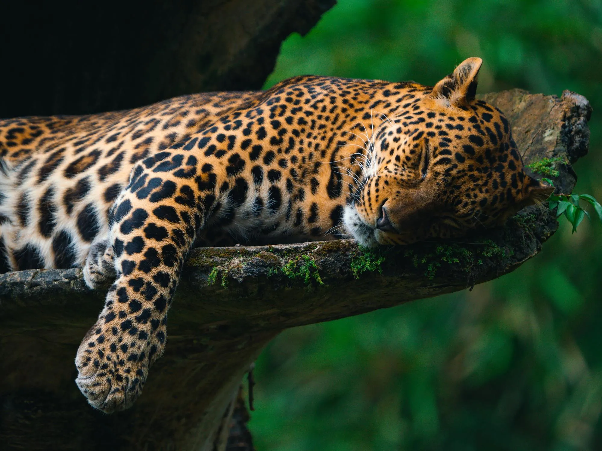 Leopard Sleeping in the Broken Wood HD Free Wallpaper