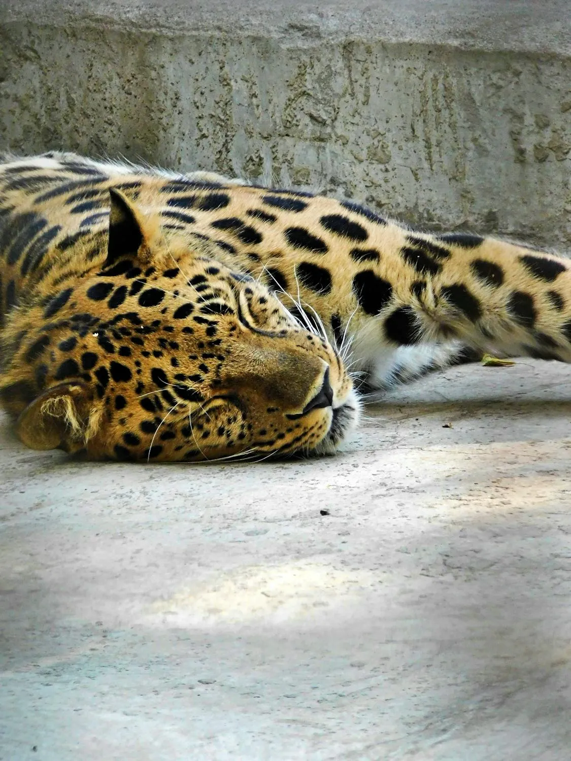 Leopard Sleeping Peacefully on Cement Floor Wallpaper