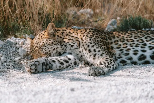 Leopard Sleeping Peacefully in Dry Forest Wild Habitat
