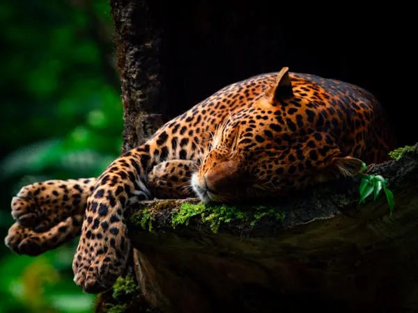 Leopard Sleeping Peacefully on Thick Jungle Branch Image