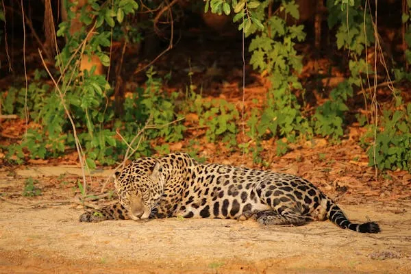 Leopard Sleeping Quietly in Shade Under Orange Forest Light