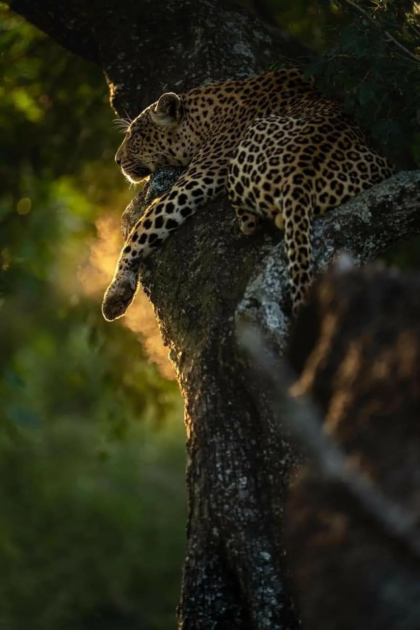 Leopard Sleeping Quietly in Tree During Golden Sunset