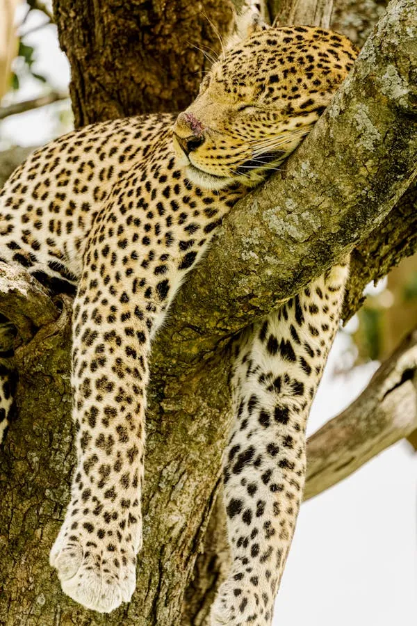 Leopard Sleeping with Resting on Tree Branch Asleep