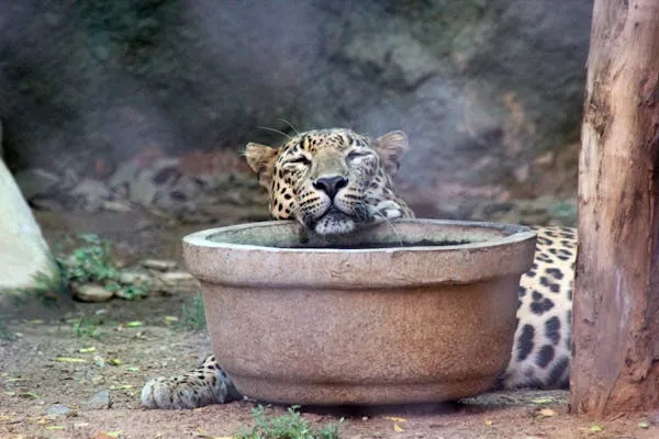 Leopard Sleeping in the Stone Bowl in the Shade HD Wallpaper
