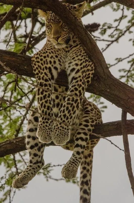Leopard Sleeping in Tall Tree in Golden Sunlight Wallpaper