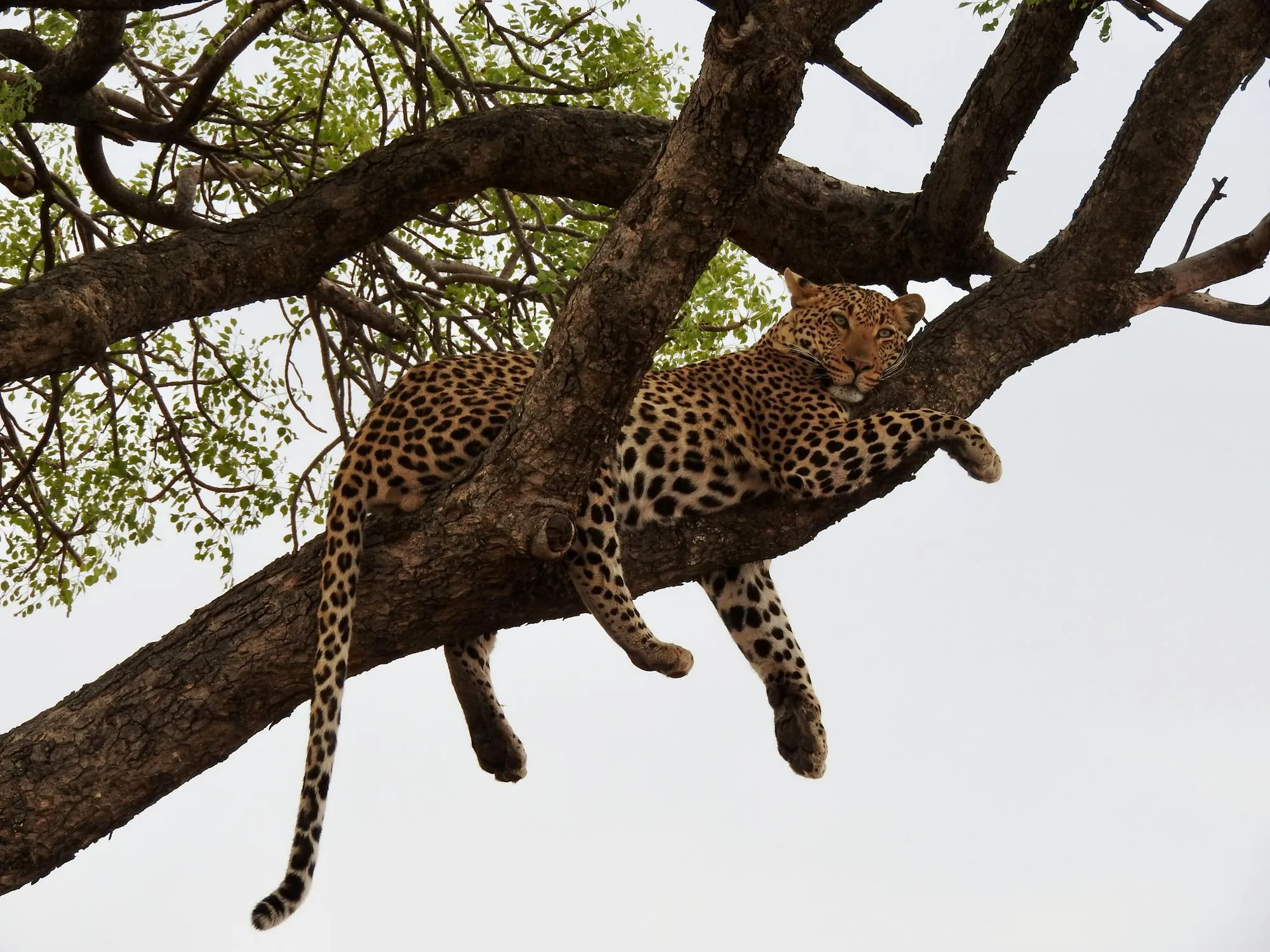 Leopard Sleeping in Tree Natural Habitat HD Free Wallpaper