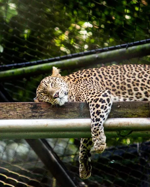 Leopard Sleeping on Wooden Beam in the Zoo Free Wallpaper