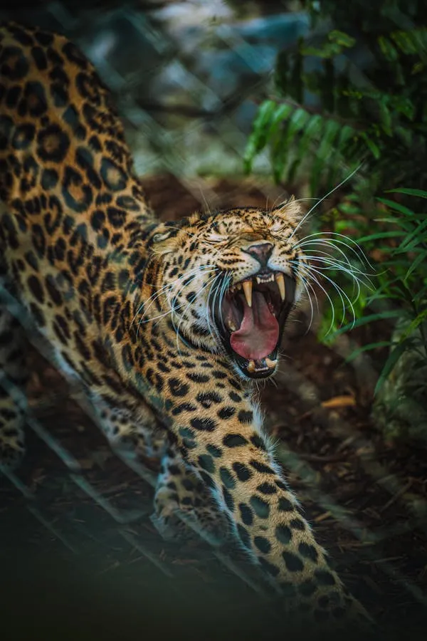 Leopard Snarling and Stretched Body in Deep Dark Jungle