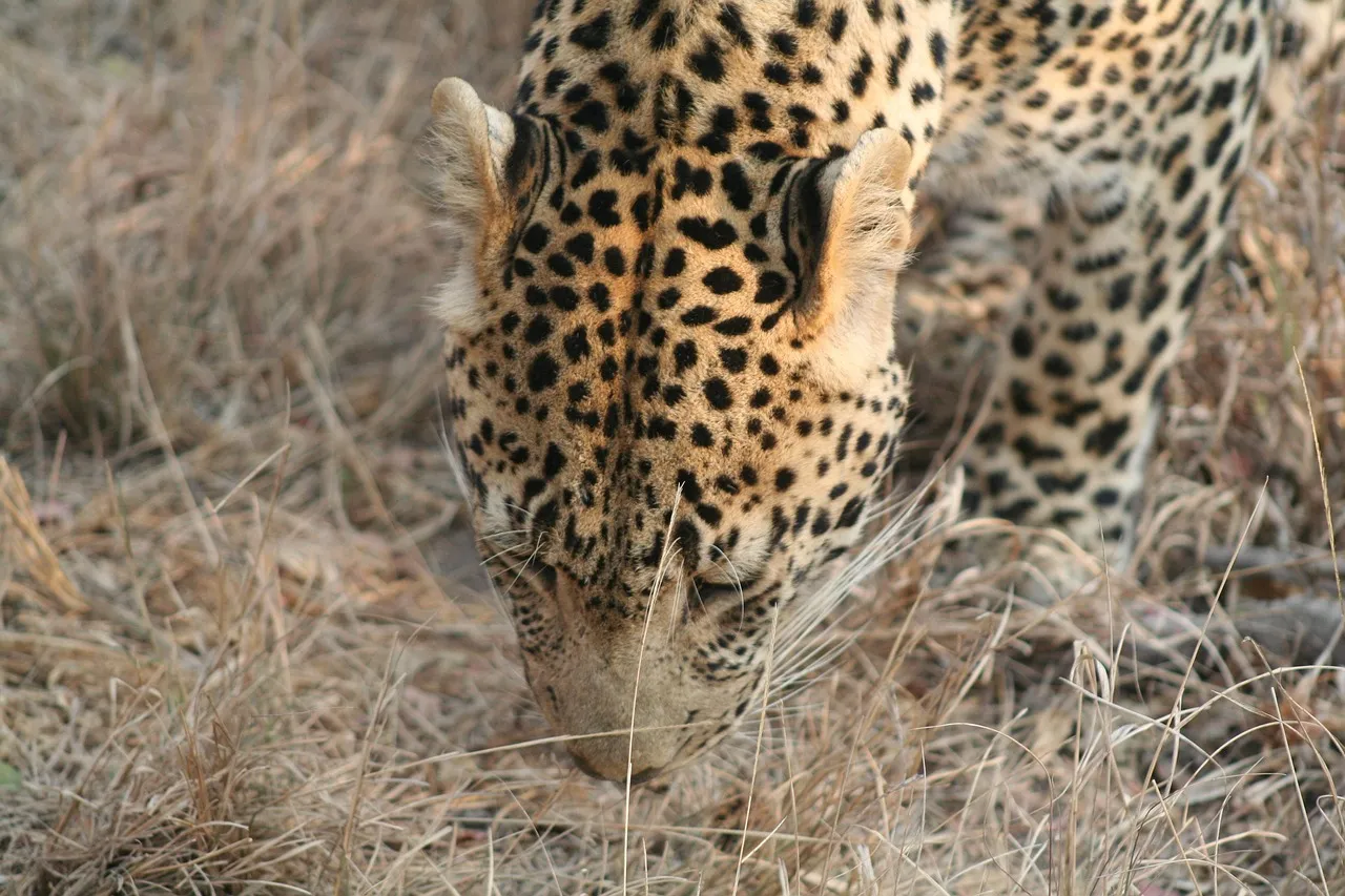 Leopard Sniffing the Dry Grass in Natural Savannah Wallpaper
