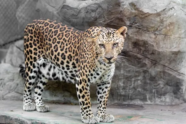 Leopard Standing Alert on Rocky Ground Wildlife Wallpaper