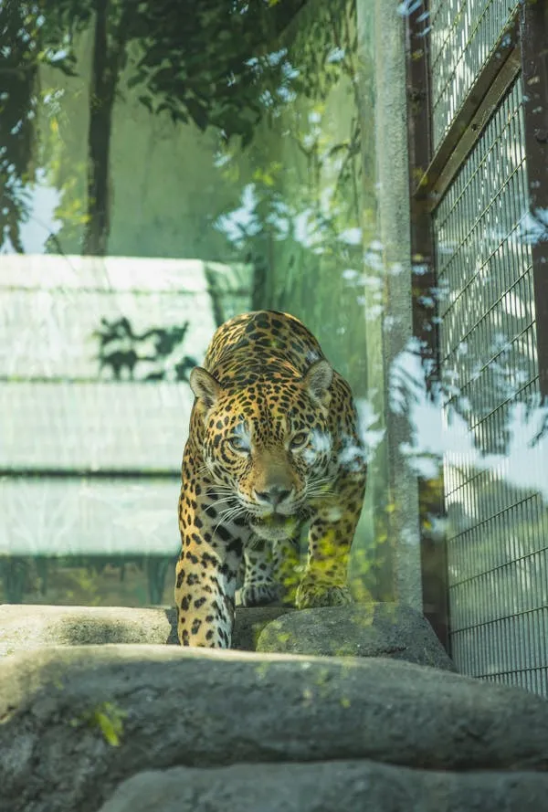 Leopard Standing Behind Glass in Quiet Enclosure Area