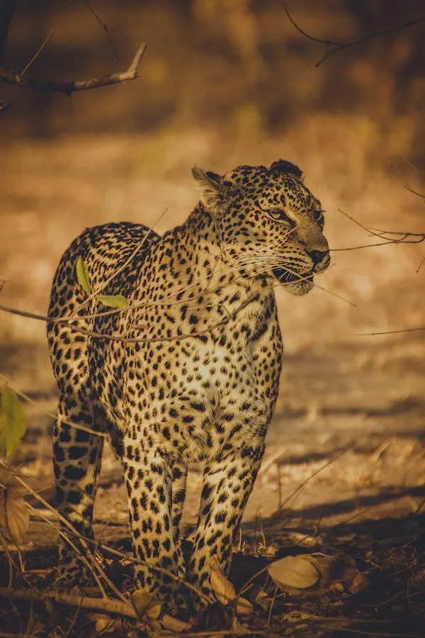 Leopard Standing Casually in the Jungle Wildlife Photography