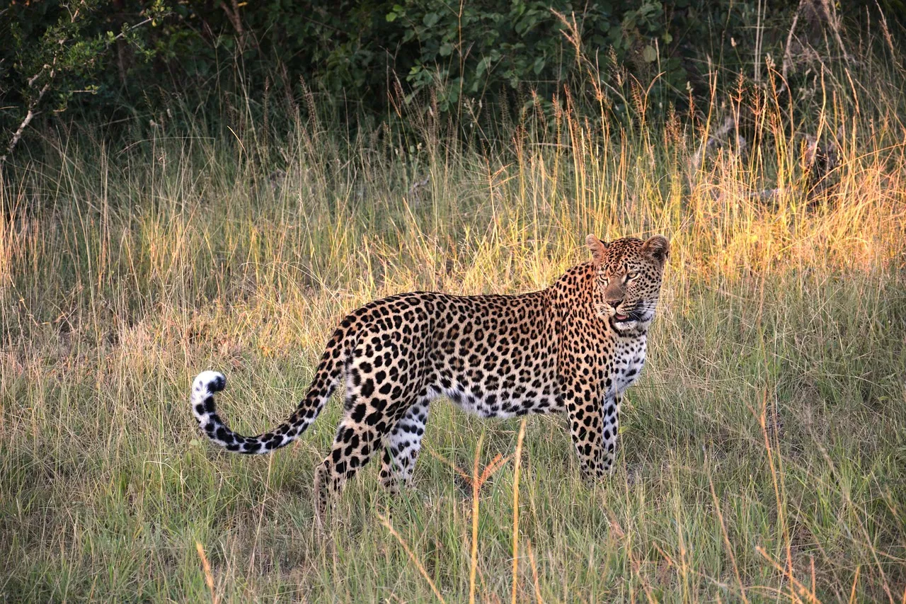 Leopard Standing on the Grass and Looking Back Wallpaper