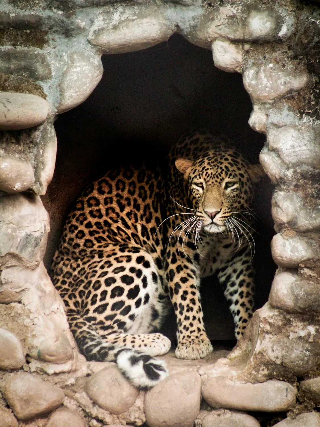 Leopard Standing Inside Stone Cave Shelter Free Wallpaper