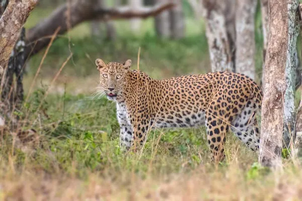 Leopard Standing Near Trees in Dense Green Natural Forest
