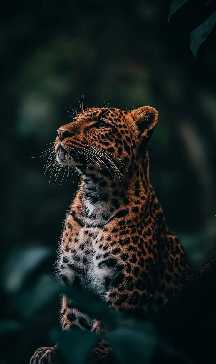 Leopard Standing Quietly and Looking Up in the Green Forest