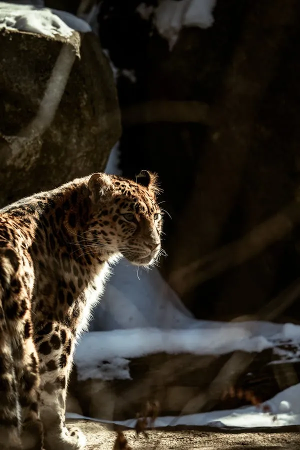 Leopard Standing in the Shaded Forest Portrait Wallpaper