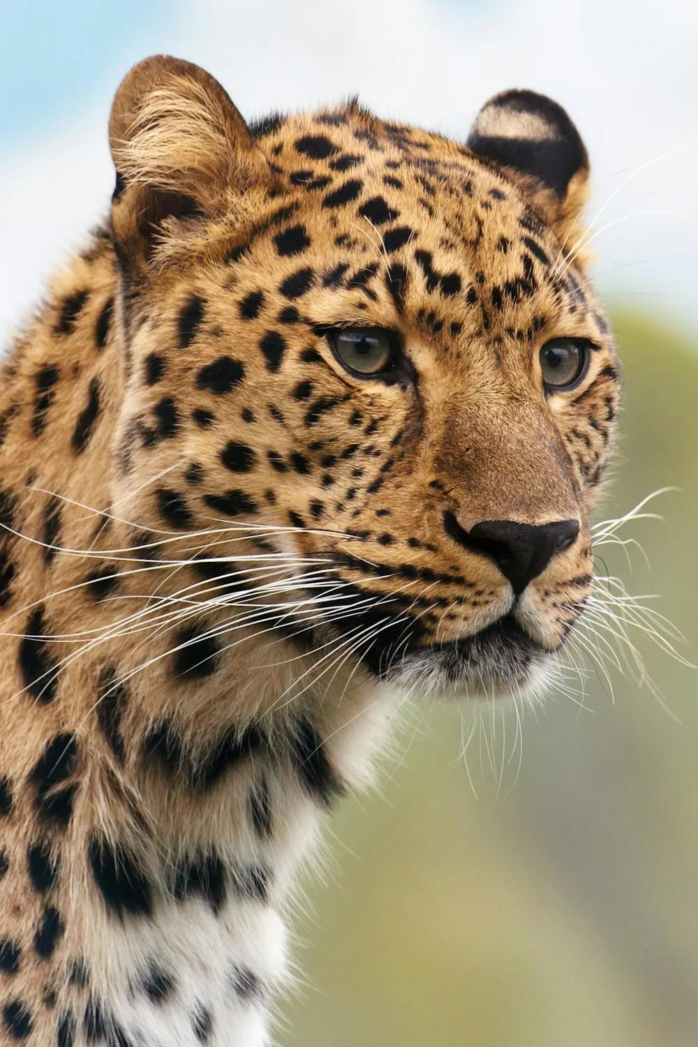 Leopard Staring Ahead with Sharp Eyes and Golden Fur