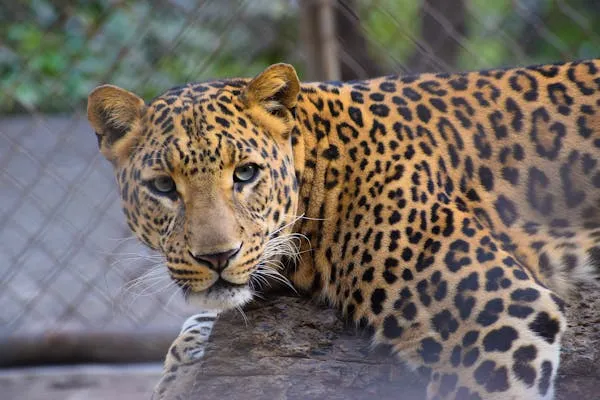 Leopard Staring Curiously from Behind Metal Wire Fencing