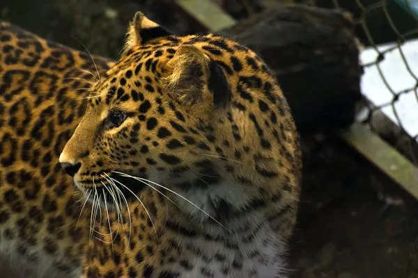 Leopard Staring Outside Through Wire Fence Enclosure