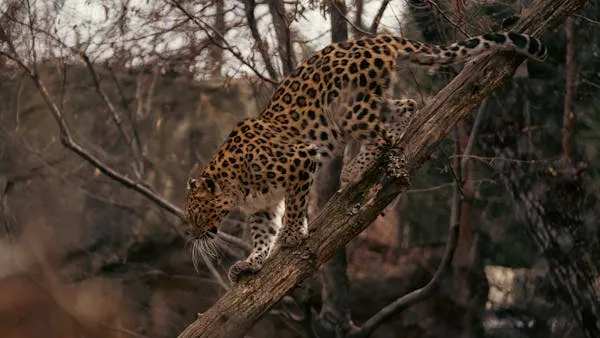 Leopard Stepping Carefully Along Thick Forest Branch