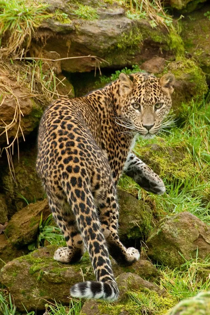 Leopard Stepping Down from Rock Wildlife Photography