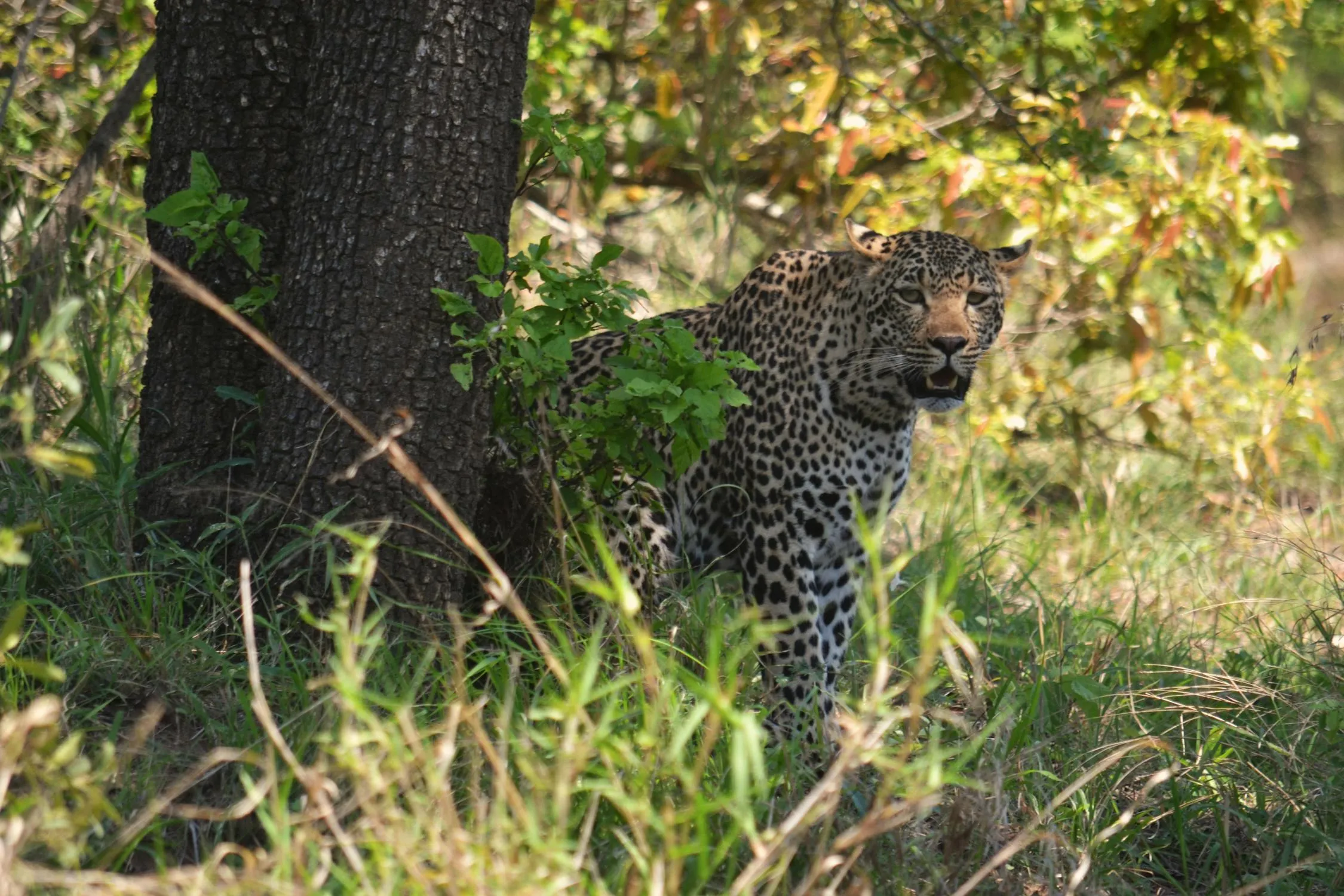 Leopard Steps Out from Behind Tree with Roar Wallpaper