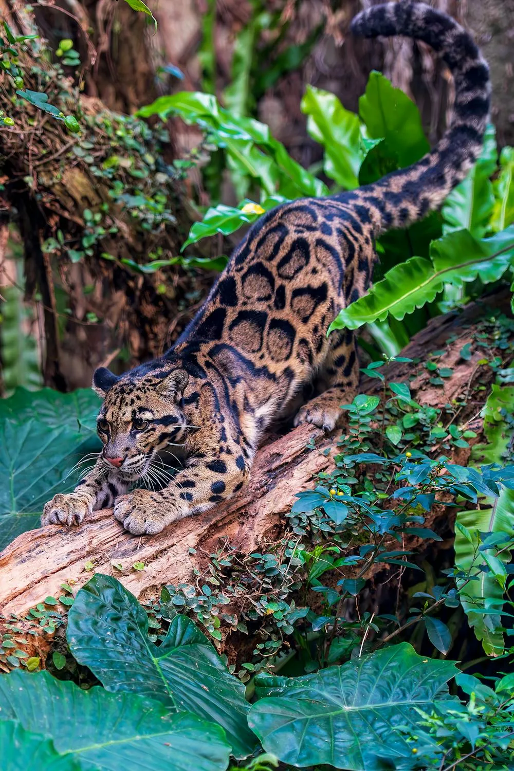 Leopard Stretching on Tree Trunk Rare Jungle Predator Image