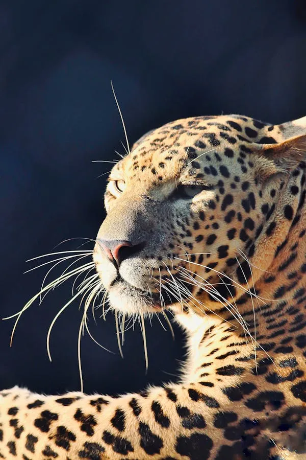 Leopard in Sunlight and Looking Intensely Free Wallpaper