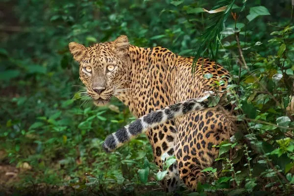 Leopard Turning its Head While Walking in Thick Grass