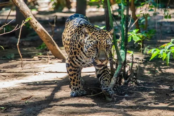 Leopard Walking Across Dry Dirt Ground in Sunlight Wallpaper