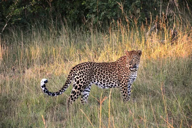 Leopard Walking Across Tall Dry Grass in Early Evening Light