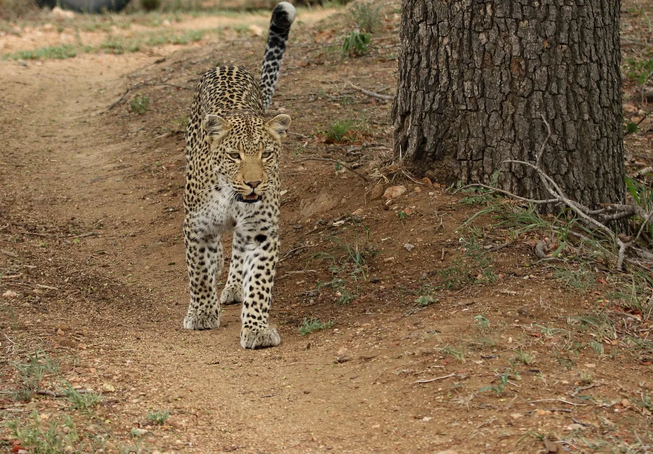 Leopard Walking Alone on Forest Path Wildlife Wallpaper