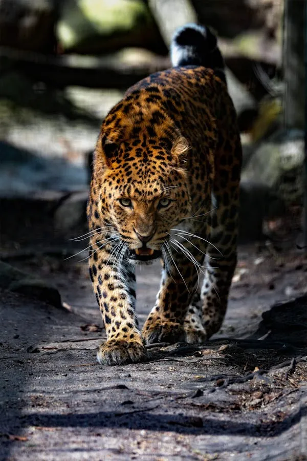 Leopard Walking Along Forest Path with Roaring Wallpaper
