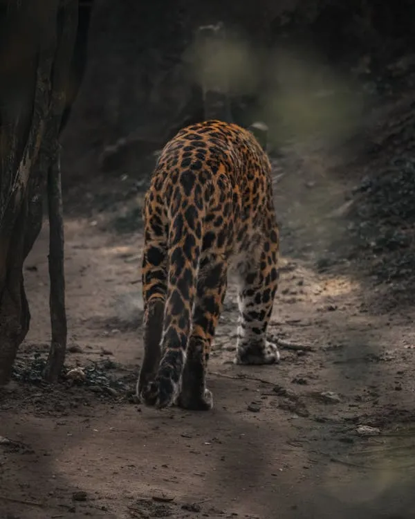 Leopard Walking Away Into the Dark Forest Backside View