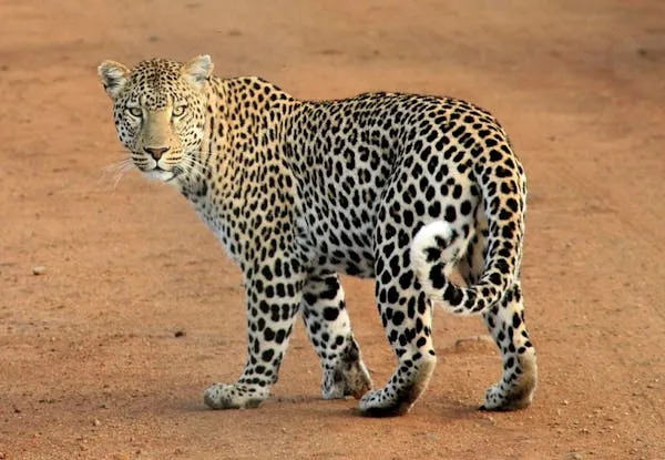 Leopard Walking Calmly Across Dry Open Forest Wallpaper