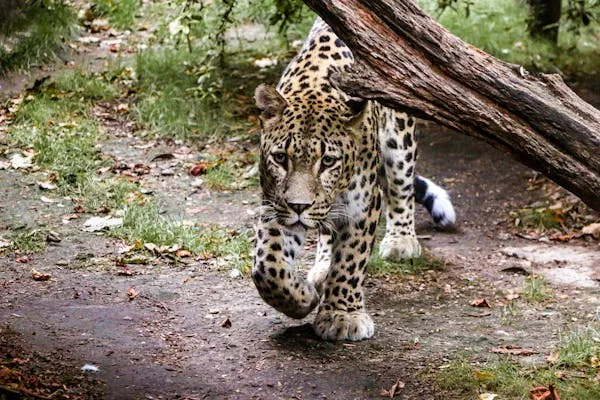 Leopard Walking Calmly Along Dirt Trail in the Jungle