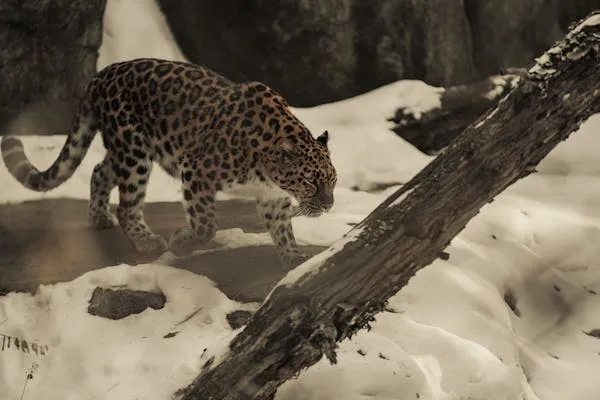 Leopard Walking Carefully on Snow Covered Rocky Ground