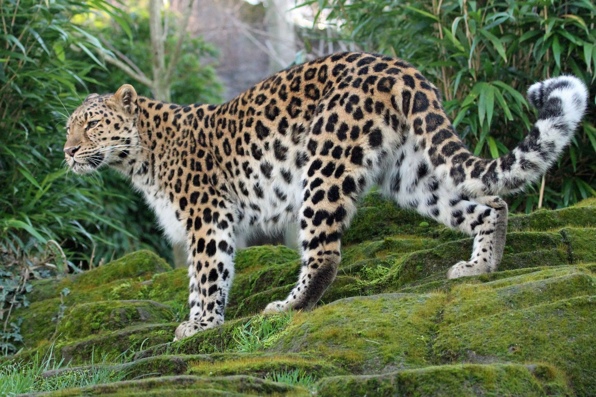 Leopard Walking Casually in the Forest Wildlife Wallpaper