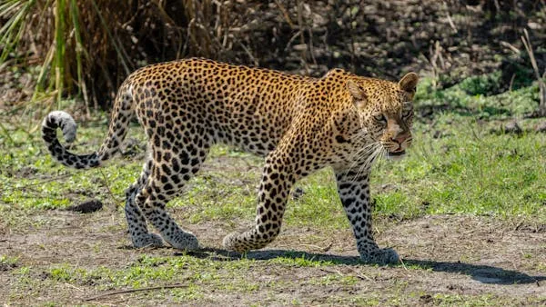 Leopard Walking Confidently on Grass with Alert Forward Gaze
