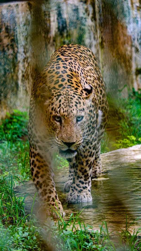 Leopard Walking Confidently Near Forest Stream Wallpaper