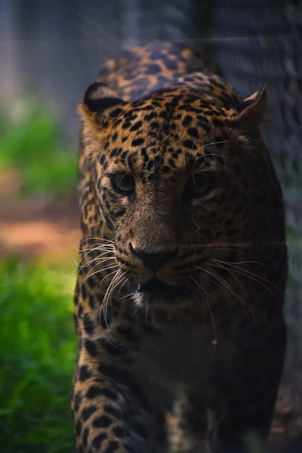 Leopard Walking in Deep Shade with Alert Yellow Eyes