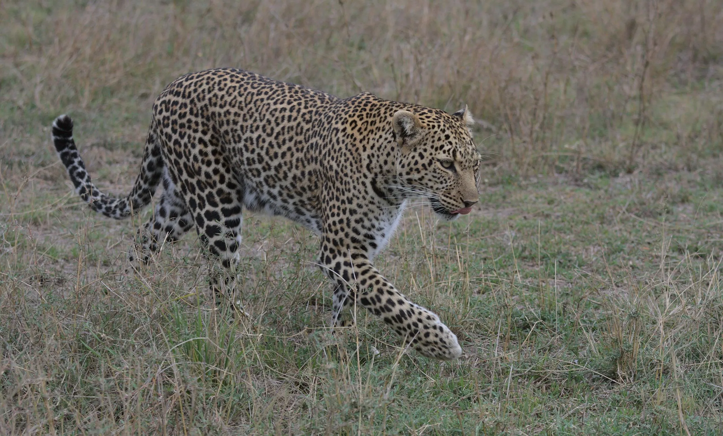 Leopard Walking on the Dry Grass Free Desktop Wallpaper