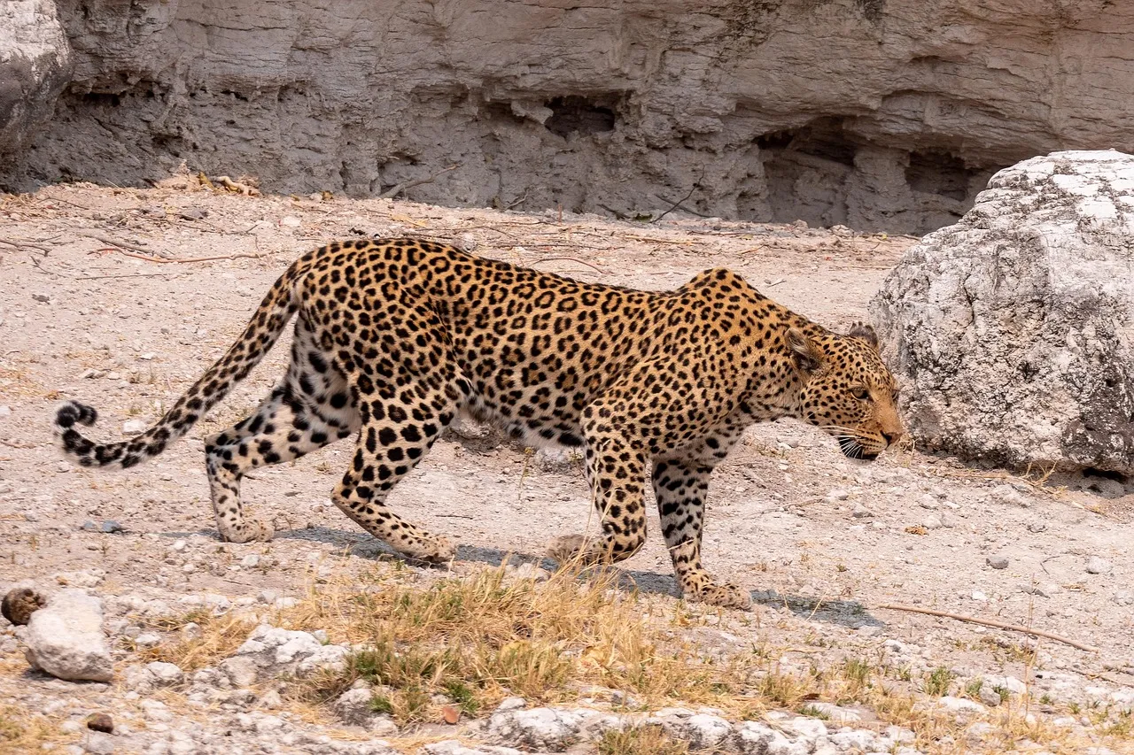 Leopard Walking on the Dry Land in the Forest Free Wallpaper