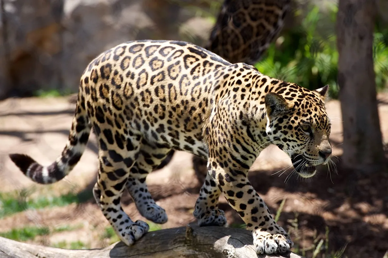 Leopard Walking on Dry Wood Free Landscape Wallpaper