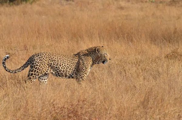 Leopard Walking Fast Across Dry SavannGrass in the Wild