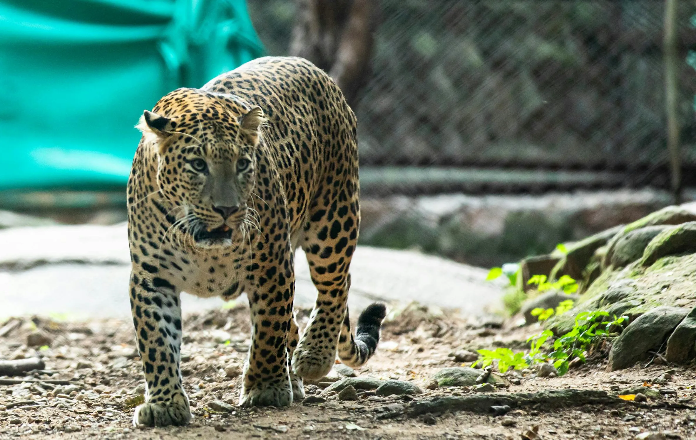 Leopard Is Walking and Focused Gaze Landscape Wallpaper